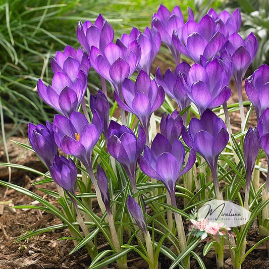 Crocus (Brândușe) Ruby Giant