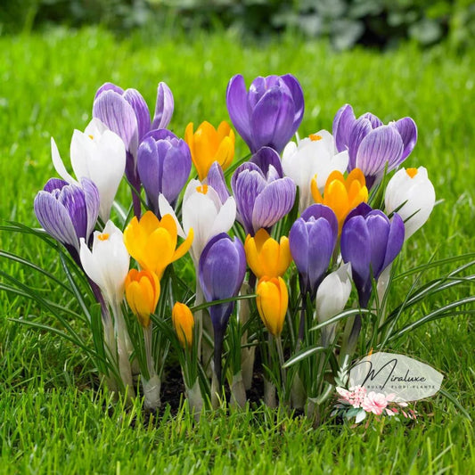 Crocus Mix (20 Bucăți)