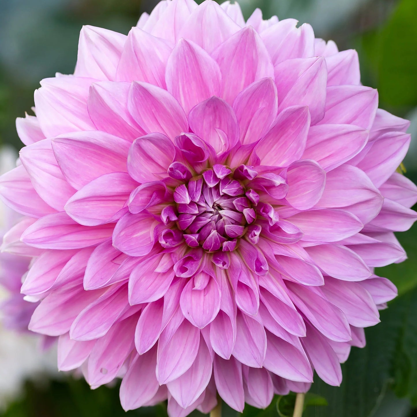 Dalia Lavanda Perfection