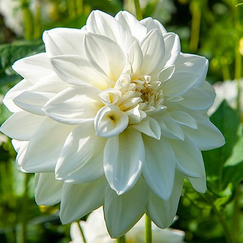 Dalia White Onesta