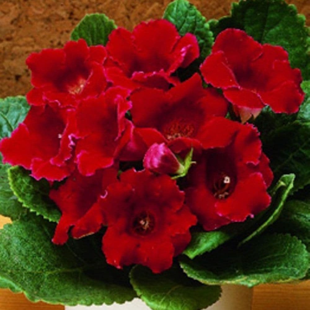 Gloxinia Defiance