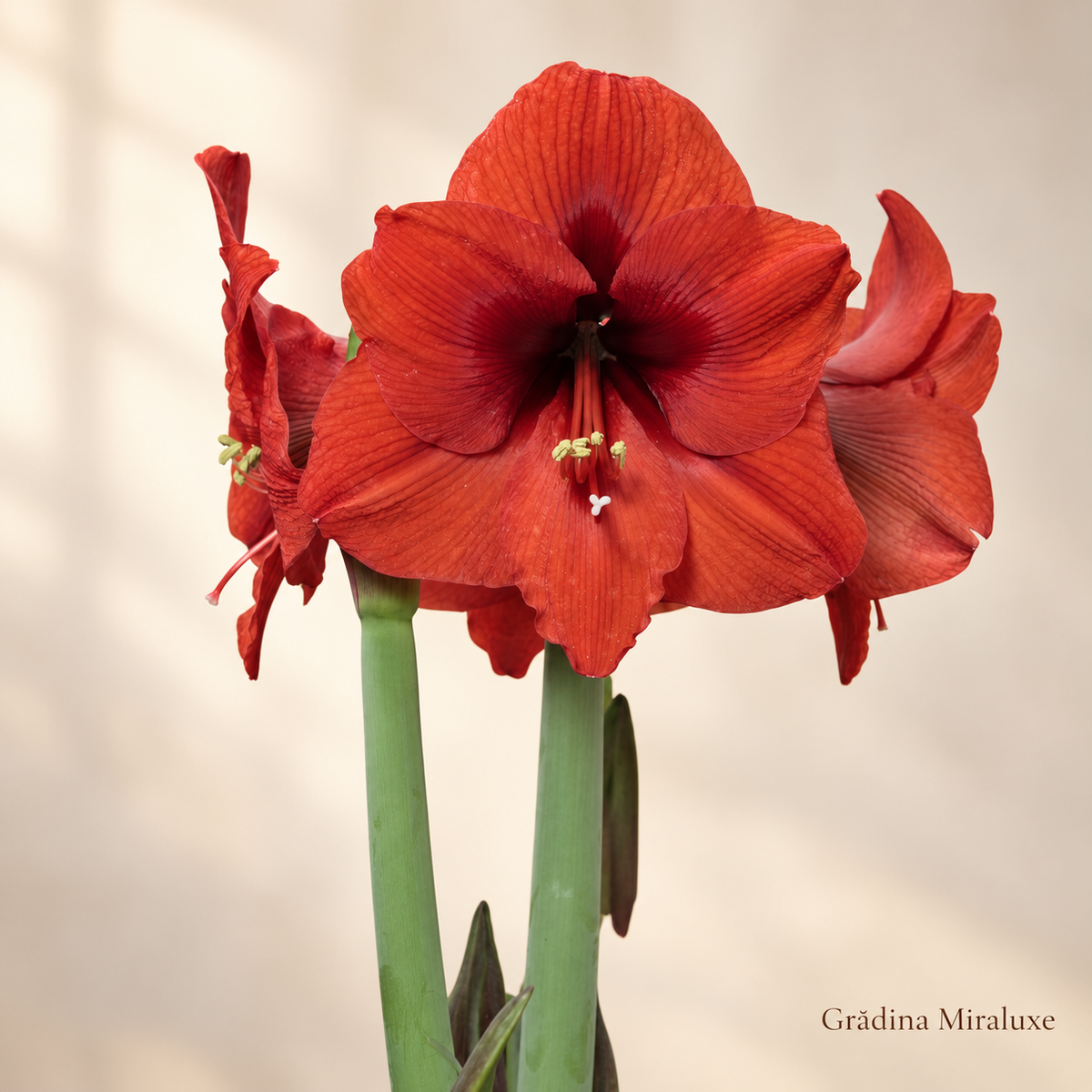 Amaryllis Sovereign
