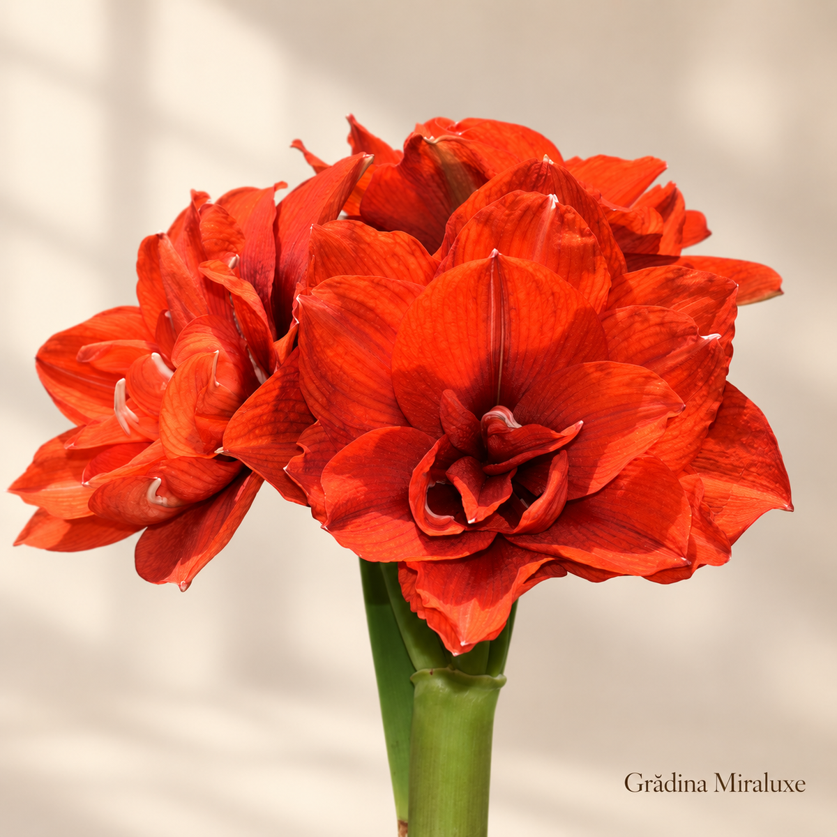 Amaryllis Tika Magic