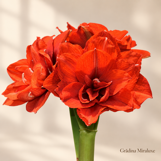 Amaryllis Tika Magic