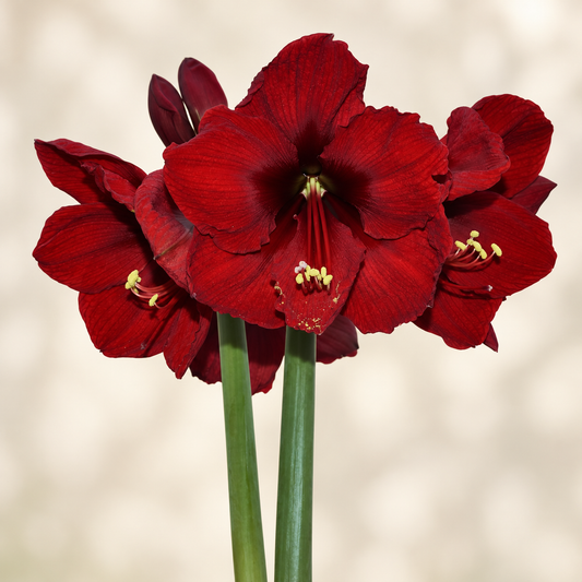 Amaryllis Andes Sunset