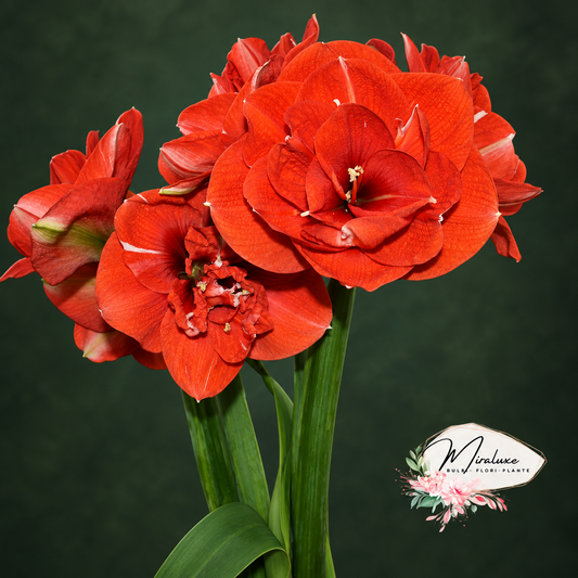 Amaryllis Nyora