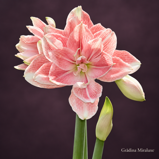 Amaryllis Tika Beauty