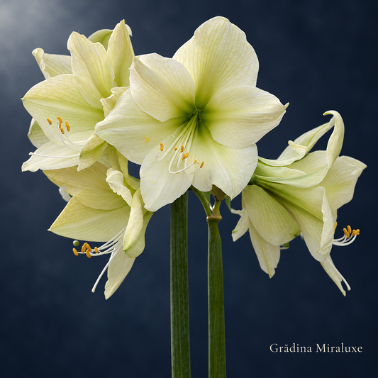Amaryllis Luna