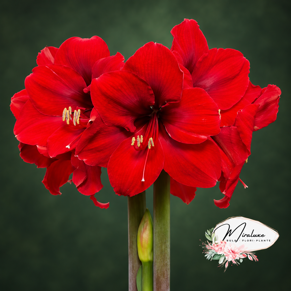 Amaryllis Red Victory