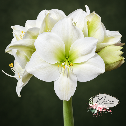 Amaryllis Siberia
