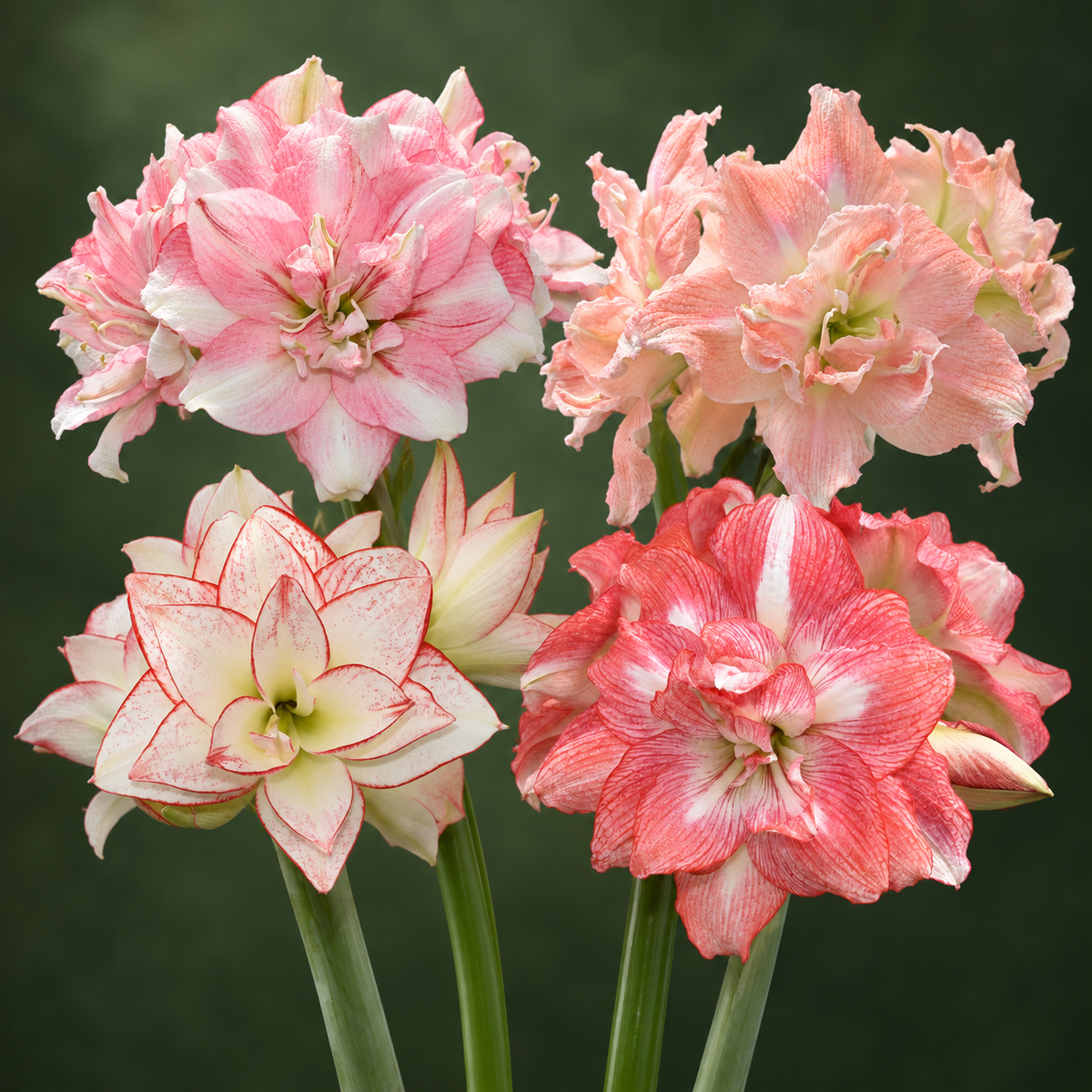 Amaryllis Mix Tika (4 bulbi)