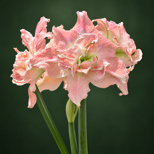 Amaryllis Tika Princess