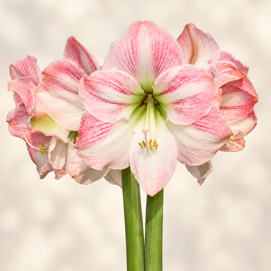 Amaryllis Cherry Blossom