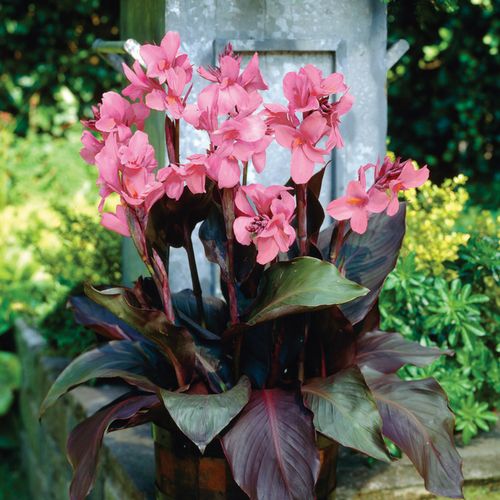Canna Indica Pink Futurity