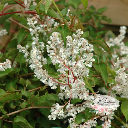 Fallopia (Pergola Polygonium) Pergola