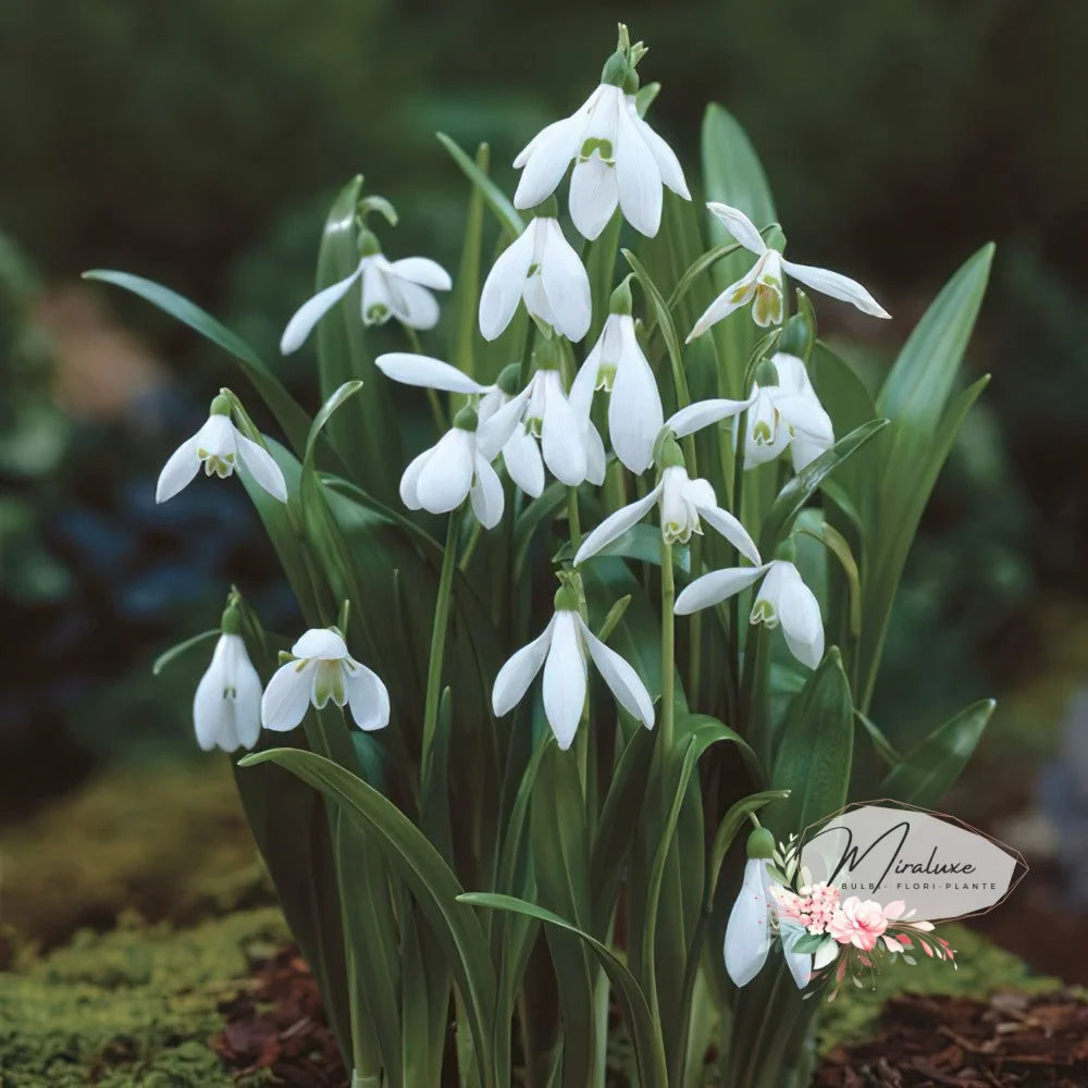 Galanthus (Ghiocei)