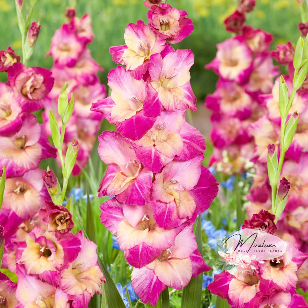 Gladiole Apricot Bubble