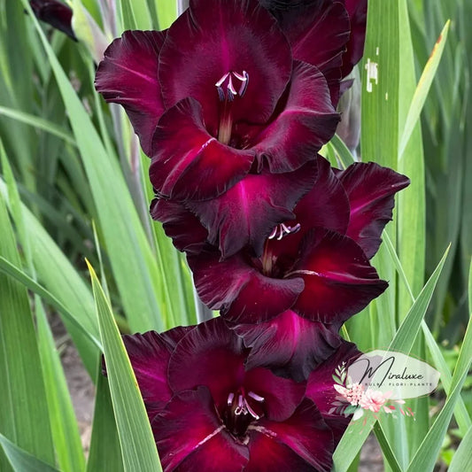 Gladiole Black Sea