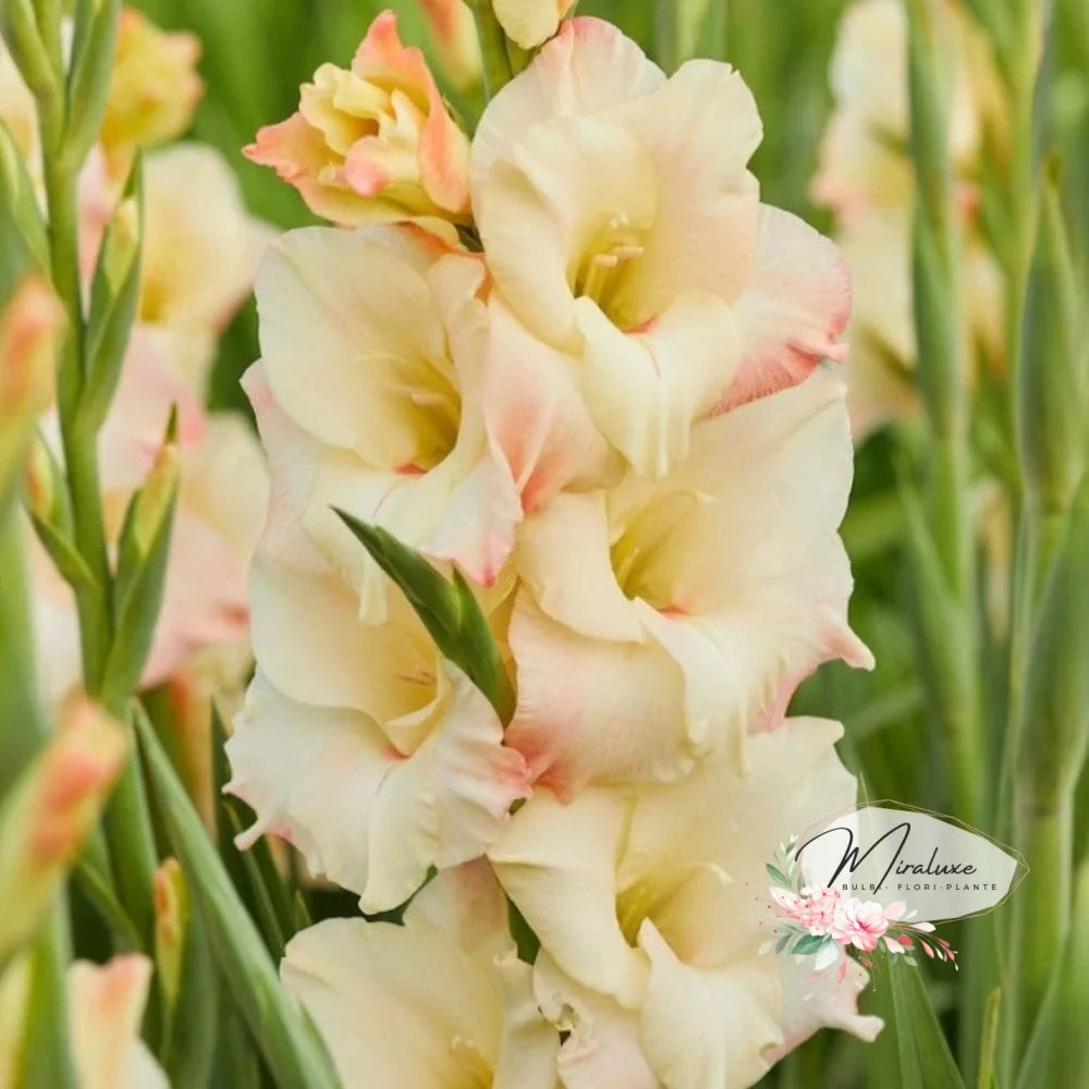 Gladiole Cream Perfection