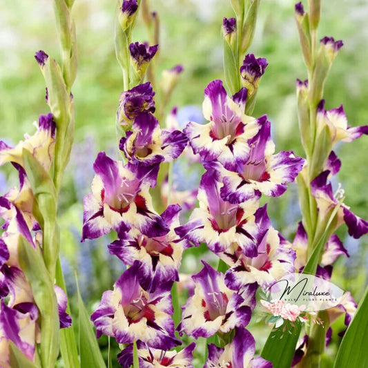 Gladiole Dynamite