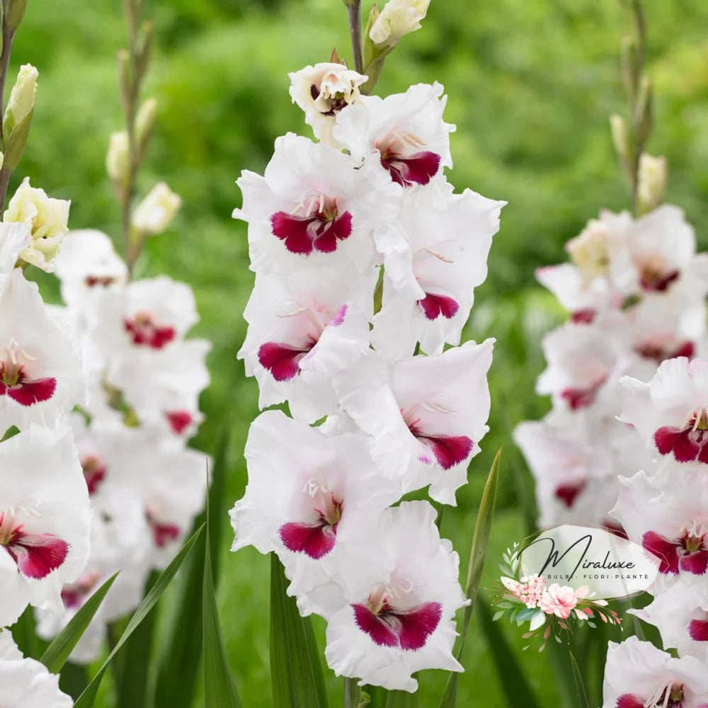 Gladiole Florentina