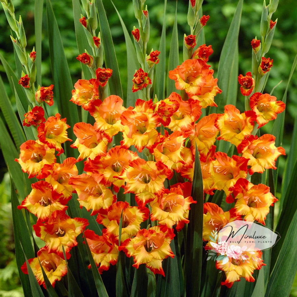 Gladiole Princess Margaret