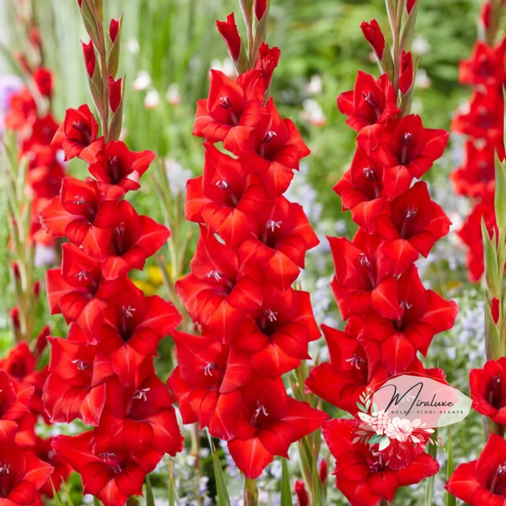 Gladiole Puccini