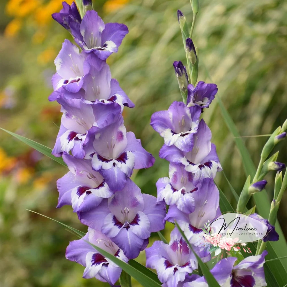 Gladiole Vista