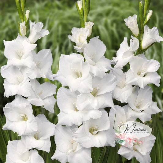 Gladiole White Prosperity