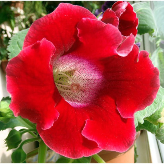 Gloxinia Corina