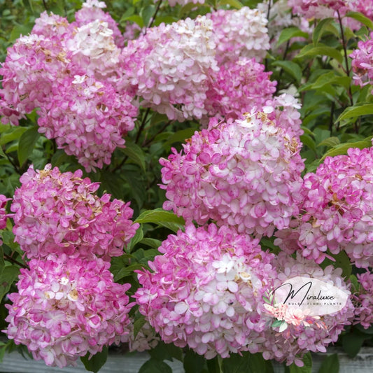 Hortensia Pink Lady