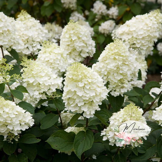 Hortensia Silver Dollar