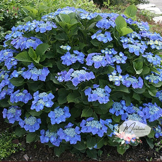 Hortensia Teller Blue