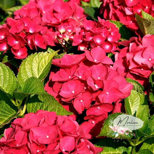 Hortensia Teller Red