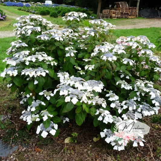 Hortensia Teller White