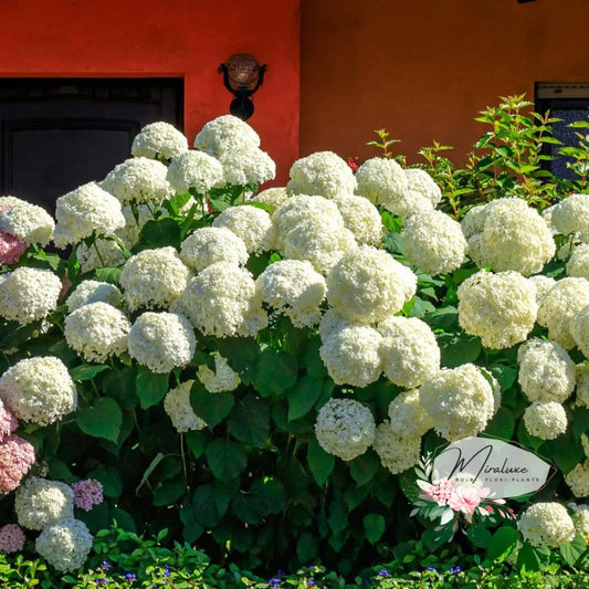 Hortensia White Mophed