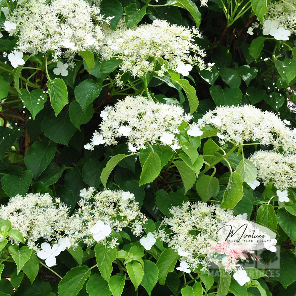 Hortensie Cățărătoare (Pergola Hydrangea Petiolaris) Pergola