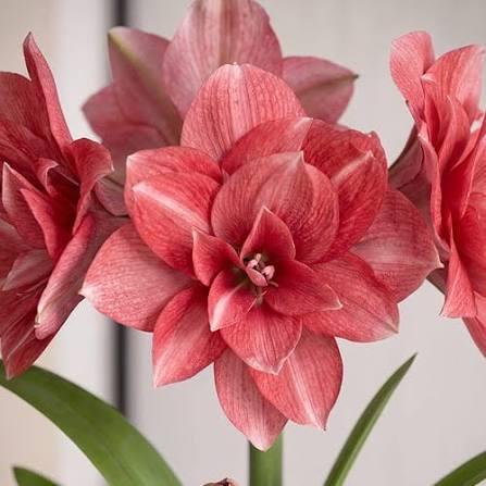 Amaryllis Double Blooming