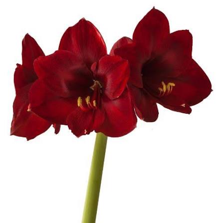Amaryllis Andes Fever