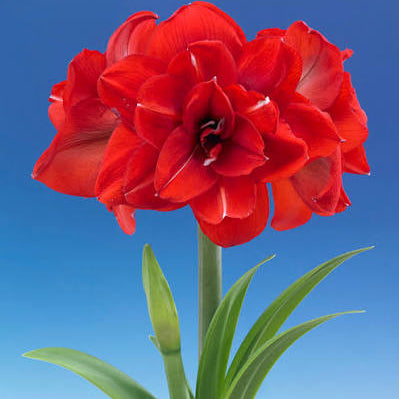 Amaryllis Double King