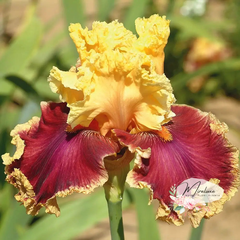 Iris Germanica Decadence