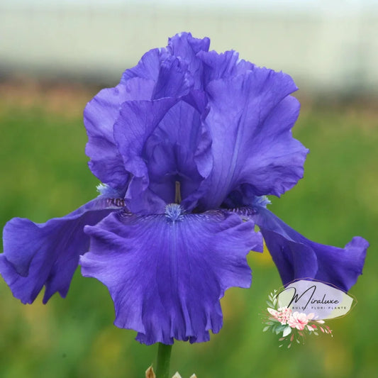 Iris Hollandica Blawn