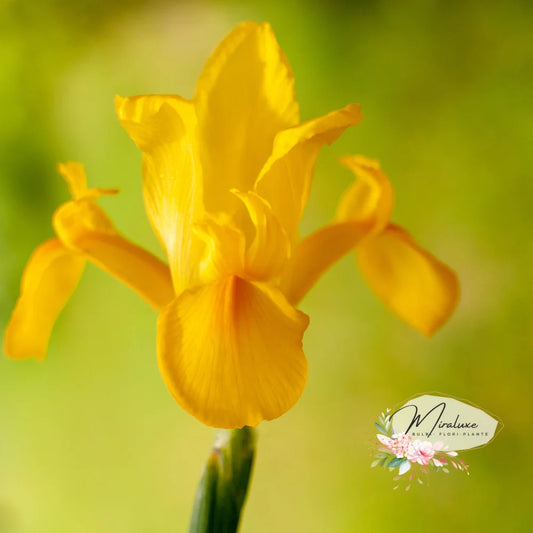 Iris Hollandica Golden Harvest