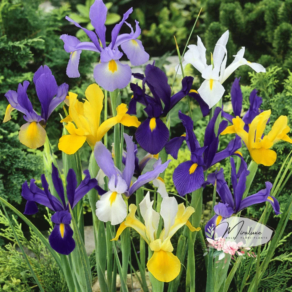 Iris Hollandica Mix (20 Bucăți)