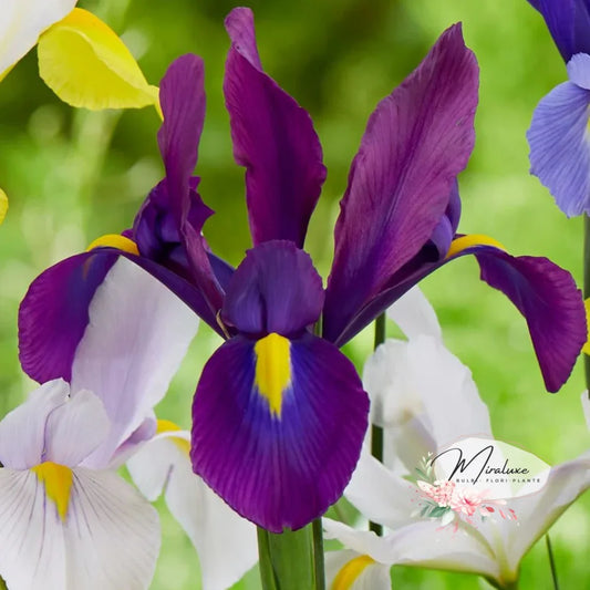 Iris Hollandica Purple Sensation