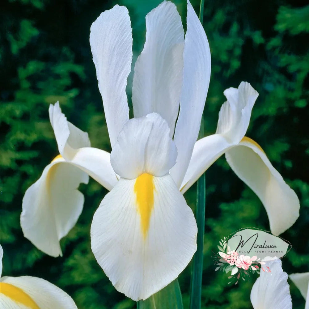 Iris Hollandica White Excelsior