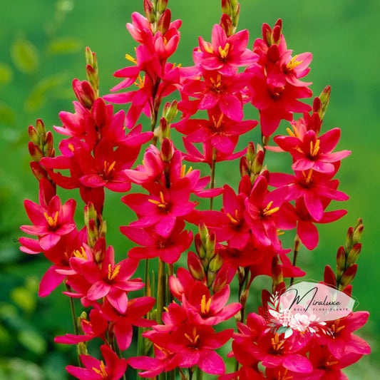 Ixia Venus