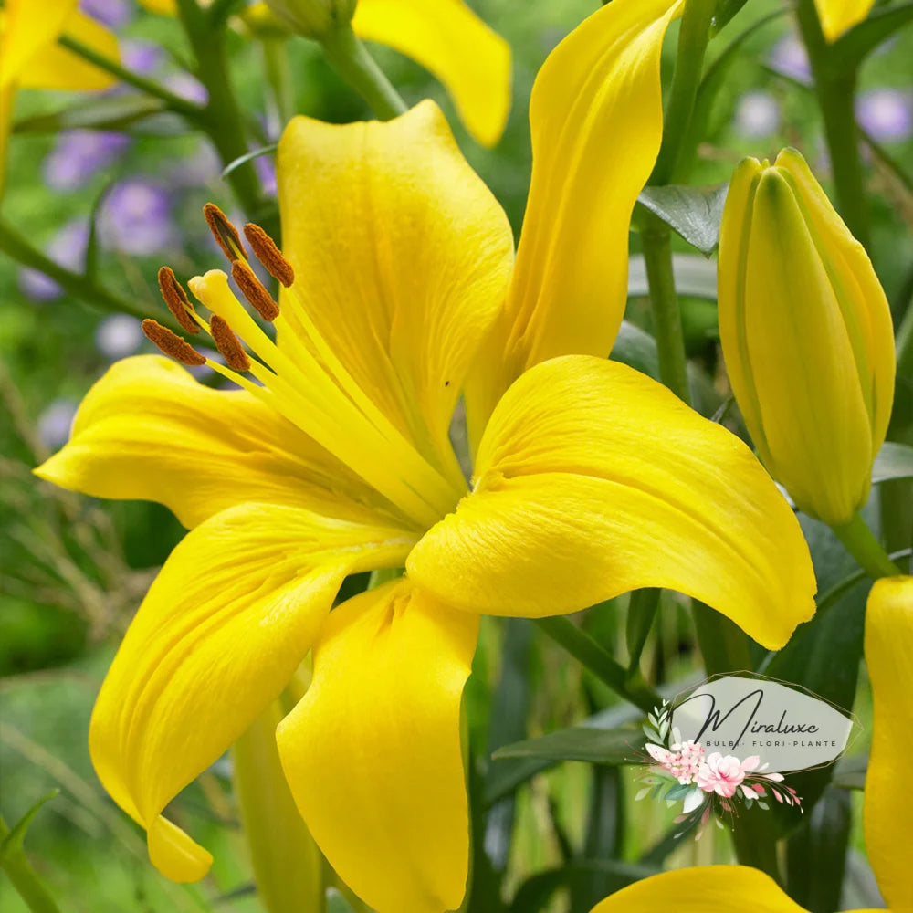 Lilium Golden Speldor