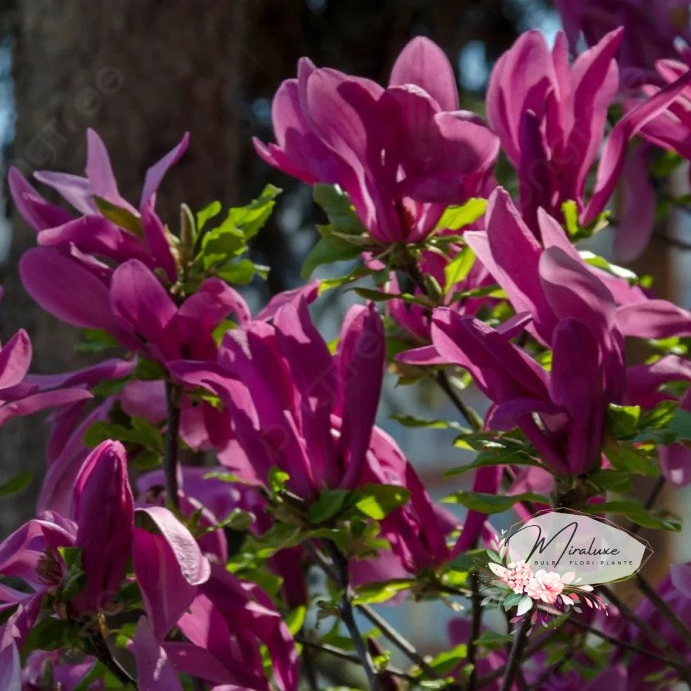 Magnolia Susan