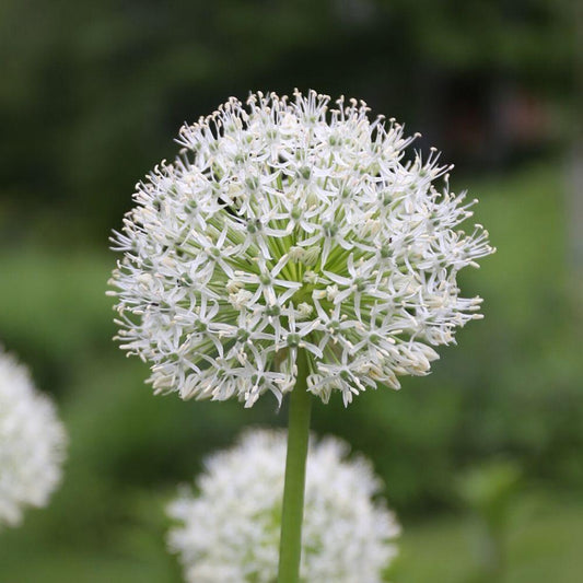 Alium Mount Everest